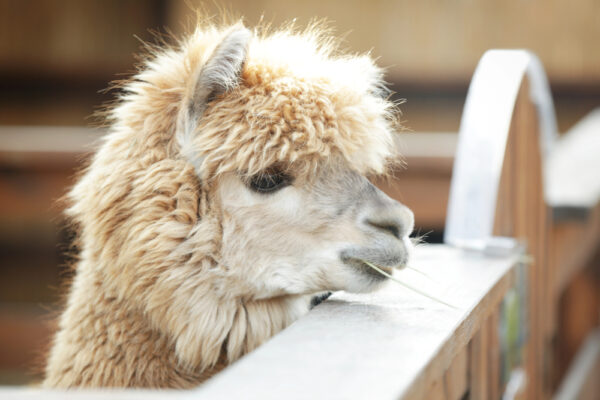 Alpaca at Cedar Creek Alpacas