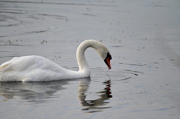 Tundra swan at Franz Lake, Skamania County, Washington 