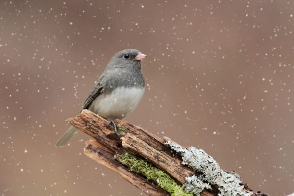 Bird in the winter in Skamania County, Washington 