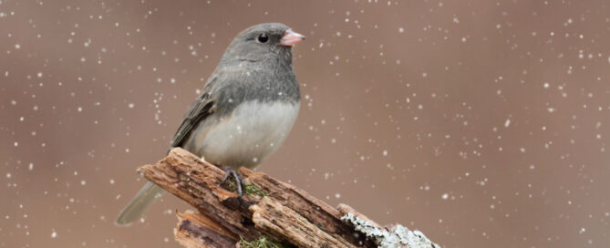 Bird in the winter in Skamania County, Washington